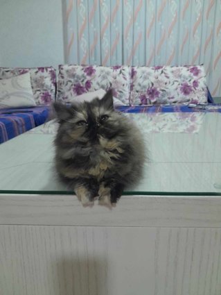 persiski macinja