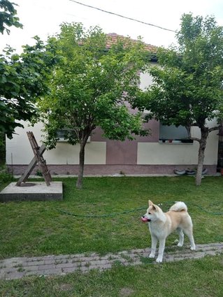 Се продаваат куќи 114м2+37м2+двор,Н.Лисиче