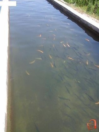 Se Prodava Ribnik VO Vrutok